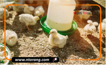 چالش های پرورش جوجه گوشتی و راهکارهای مقابله با آن
